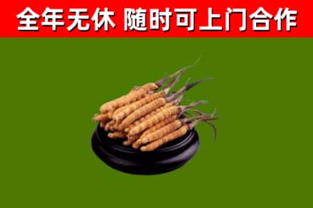 库尔勒回收冬虫夏草